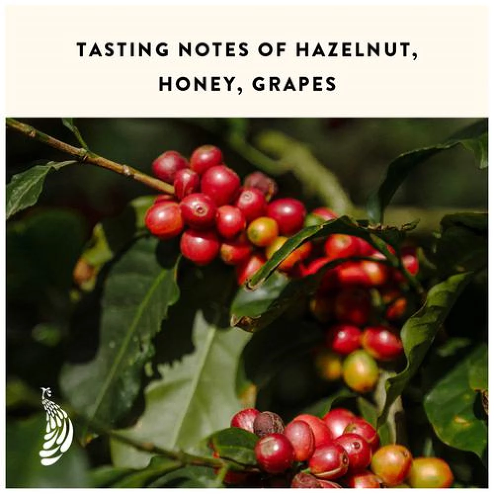 Blue Tokai Silver Oak Medium Roast French Press Arabica Ground Coffee, 250 g-9.webp